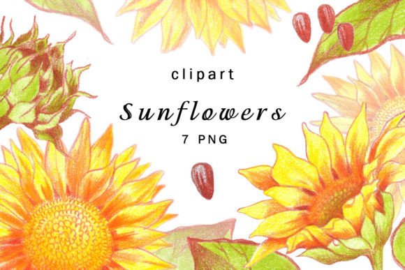 Elevate Designs with Watercolor Sunflower Clipart