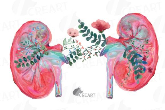 Watercolor Floral Human Kidney Clip Art: Merging Medical Precision with Botanical Aesthetics